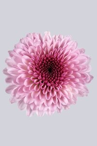 High resolution image 1