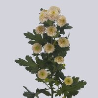 High resolution image 1