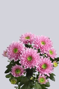 High resolution image 2