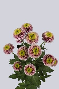 High resolution image 2