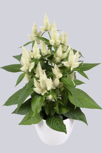High resolution image 1