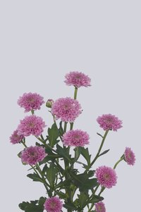 High resolution image 2