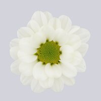 High resolution image 1