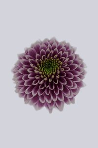High resolution image 1
