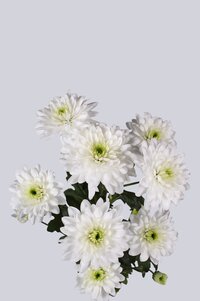 High resolution image 2