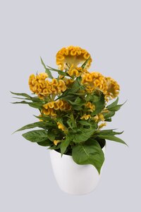 High resolution image 1