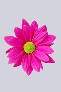 High resolution image 1