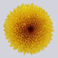High resolution image 2