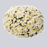 High resolution image 1