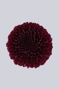 High resolution image 1