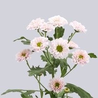High resolution image 2