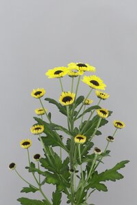 High resolution image 2
