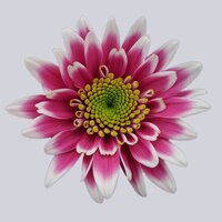 High resolution image 1