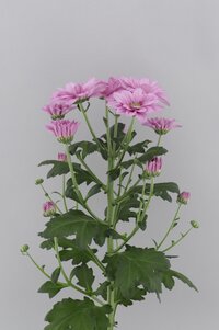 High resolution image 2