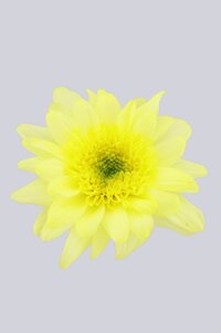 High resolution image 1