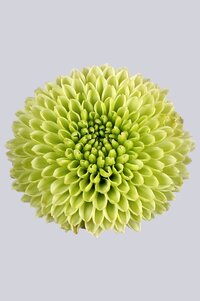 High resolution image 1