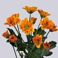 High resolution image 2