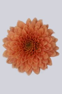 High resolution image 1