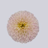 High resolution image 1