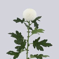 High resolution image 2