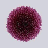 High resolution image 1