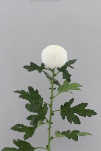High resolution image 2