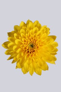 High resolution image 1