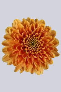 High resolution image 1