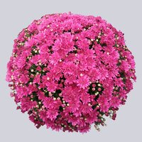 High resolution image 1