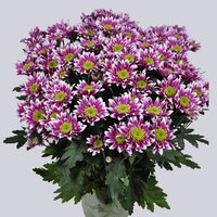 High resolution image 2