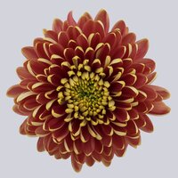 High resolution image 1