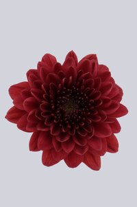 High resolution image 1