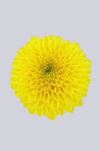 High resolution image 1