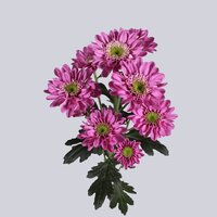High resolution image 2