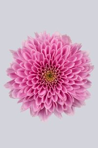 High resolution image 1