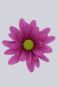 High resolution image 1
