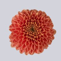 High resolution image 1