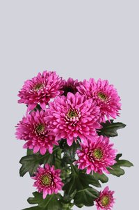 High resolution image 2