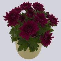 High resolution image 1