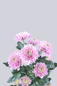 High resolution image 2