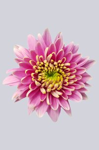 High resolution image 1