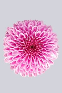 High resolution image 1