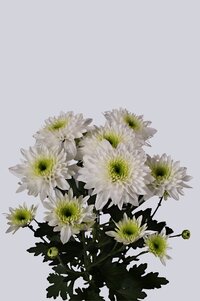 High resolution image 2