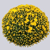 High resolution image 1