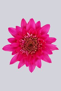 High resolution image 1