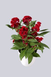 High resolution image 1