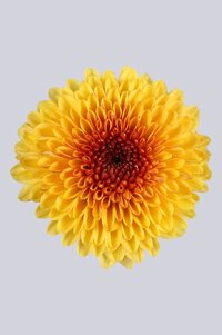 High resolution image 1