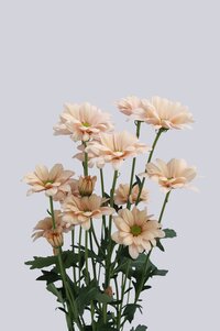 High resolution image 1