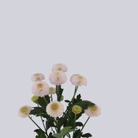 High resolution image 2