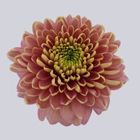 High resolution image 1